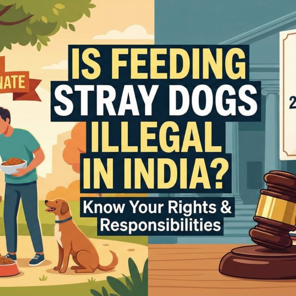 Is Feeding Stray Dogs Illegal in India 2025 Supreme Court Rules & RWA Laws